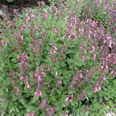 Дубровник обыкновенный Нанум (Teucrium chamaedrys Nanum) купить в Москве по  низкой цене из питомника, доставка почтой по всей России | Интернет-магазин  Подворье