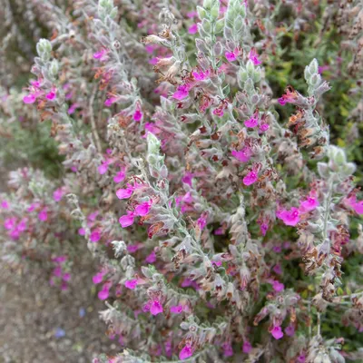 Дубровник обыкновенный (лат. Teucrium chamaedrys) | TARBİGEM Türkiye Tarla  Bitkileri Üreticileri Merkez Birliği