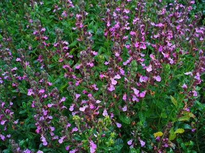 ᐅ Дубровник обыкновенный (Teucrium chamaedrys) купить по цене производителя  ✓доставкой почтой в магазине ❀Пролисок❀ Украина - Интернет-магазин  «Пролисок» - садовые растения почтой