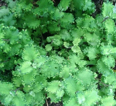 Дубровник пиренейский (Teucrium pyrenaicum) - PictureThis