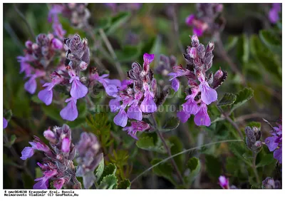 Дубровник шалфейный Crispum Marginatum