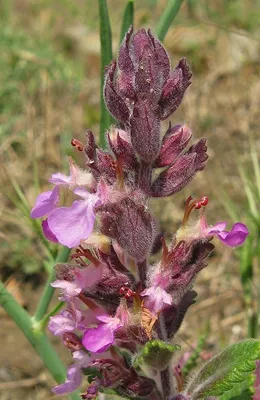 Дубровник шалфейный «Crispum Marginatum»: купить недорого с доставкой —  Крокус-ВЛ