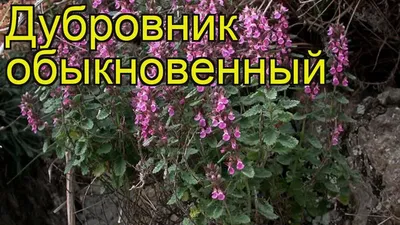 Фотография Дубровник обыкновенный (Teucrium chamaedrys) | Фотобанк  ГеоФото/GeoPhoto | GetImages Group