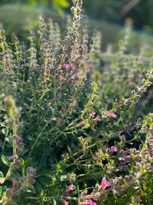 ᐅ Дубровник обыкновенный (Teucrium chamaedrys) купить по цене производителя  ✓доставкой почтой в магазине ❀Пролисок❀ Украина - Интернет-магазин  «Пролисок» - садовые растения почтой