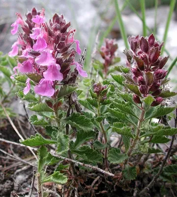 Дубровник (Teucrium) - PictureThis