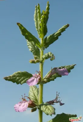 Дубровник (Teucrium) - Ландшафтный дизайн своими руками