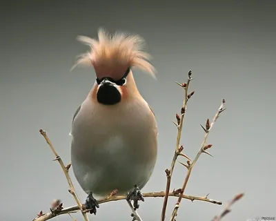 Птица с хохолком на голове - 70 фото