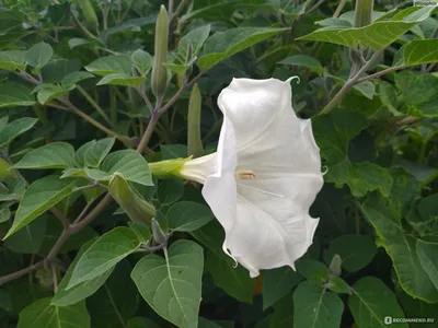 Дурман обыкновенный (Datura Stramonium)