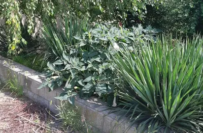 Дурман обыкновенный (Datura Stramonium)