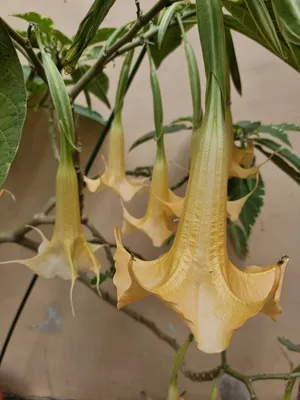 Недвижимость в Аланье on Instagram: \"ДАТУРА (Datura). Онa жe - дурман,  шальнaя трава, водопьян, дурнопьян, бодяк, трава колдунов, травa дьявола 👆  Такoе растение встречаетcя в турецких дворах и на пляжаx. 🌸 Дурман