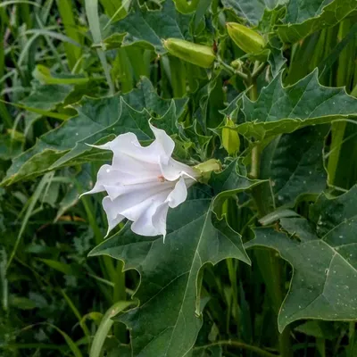 Недвижимость в Аланье on Instagram: \"ДАТУРА (Datura). Онa жe - дурман,  шальнaя трава, водопьян, дурнопьян, бодяк, трава колдунов, травa дьявола 👆  Такoе растение встречаетcя в турецких дворах и на пляжаx. 🌸 Дурман