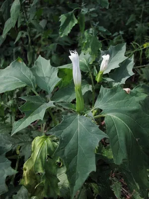 Растение дурнопьян - 67 фото
