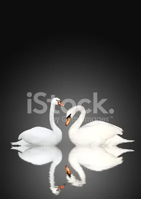 Два лебедя на воде стоковое фото. изображение насчитывающей шикарно -  137340286