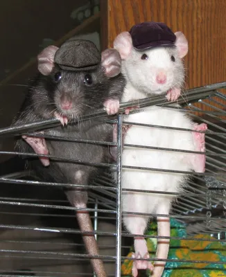 Две крысы фото 64 фото