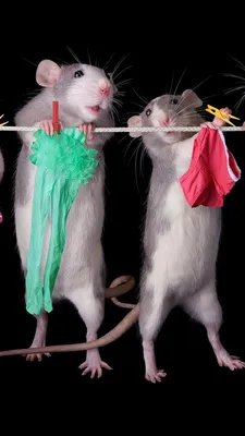 Две крысы подружки (42 фото) | Крыса, Кошки, Мемы