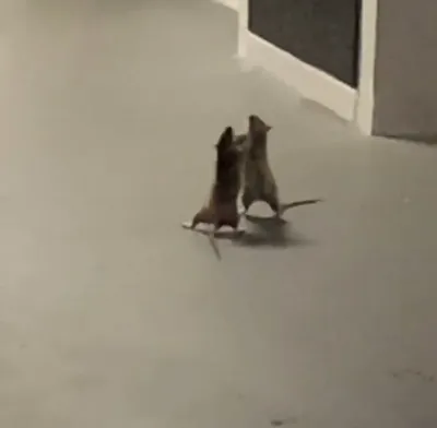 Две крысы 😇 | Funny rats, Cute little animals, Pet rats