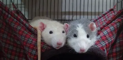 Две крысы в доме: содержание, уход, особенности кормления