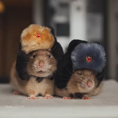 Фото Две крысы в шапочках-ушанках, by Masha_Littlefox