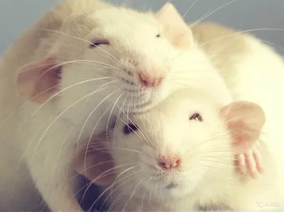 Две крысы (53 фото) | Самые милые животные, Факты о животных, Животные