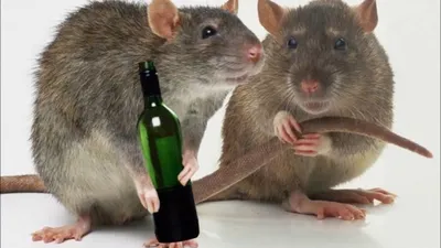 Полезно и интересно - Две крысы разговаривают, одна другую спрашивает: \"Ты  прививку от коронавируса будешь делать?\" Та отвечает: \"Нееее, её ещё на  людях не испытали!\" | Facebook