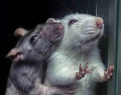 Три крысы подружки (49 фото) | Pet rats, Cute rats, Weird animals