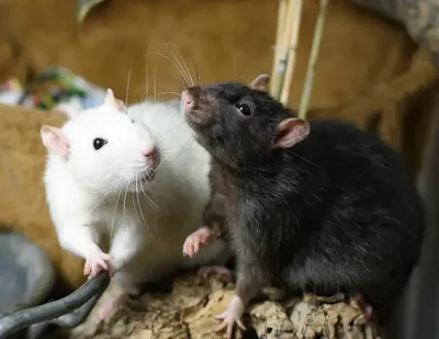 Когда смеются крысы | Записки Филина | Дзен