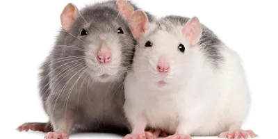 Разведение крыс: все, что нужно знать владельцу