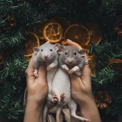 две крысы | Instagram