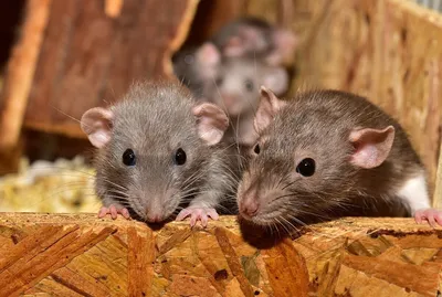 Две крысы. | Интересные рассказы | Дзен