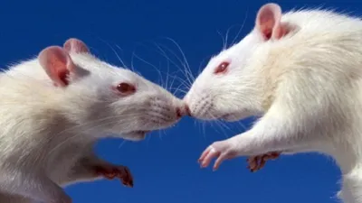 2 крысы любимчика стоковое фото. изображение насчитывающей взорвать -  67482464