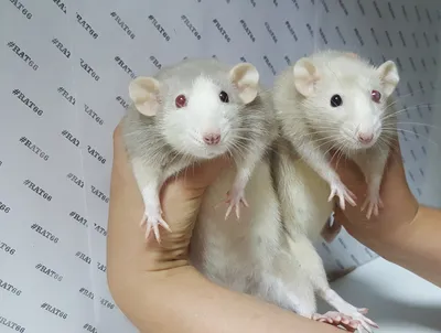 ПОЧЕМУ лучше содержать крыс ХОТЯ БЫ ДВЕ? | #Rat66
