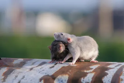 Две крысы показывать на друг друга…» — создано в Шедевруме