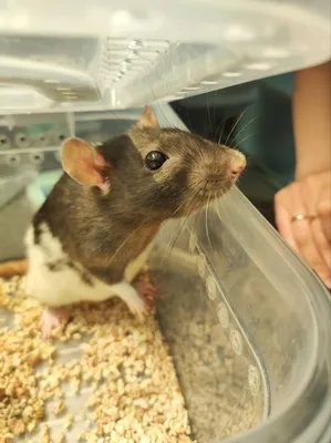 Домашние крысы,незаслуженно недооценненые питомцы! | Всё о животных! | Дзен
