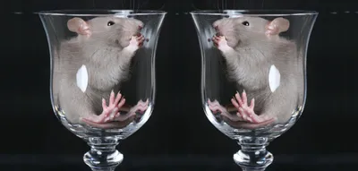 Две Смешные Крысы Обнимаются На Черном Фоне — стоковые фотографии и другие  картинки 2020 - 2020, Без людей, Весёлый - iStock