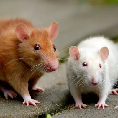 Две крысы одна кучерявая вторая …» — создано в Шедевруме