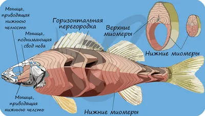 Разнообразие надкласса Рыбы: класс Хрящевые и класс Костные рыбы — что это,  определение и ответ