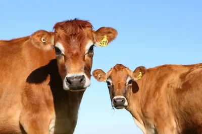 Джерсейская порода коров: описание, характеристика, продуктивность,  популярность