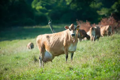 Джерсейская корова (53 лучших фото)
