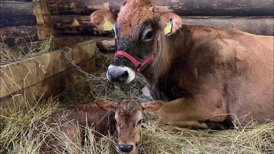 Во Владимирской области разводят английских коров с уникальным молоком |  Переработка молока | Новости отрасли