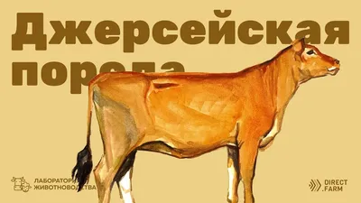 Датских коров джерсейской породы будут разводить на Ставрополье | Своё ТВ