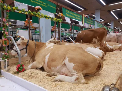 Джерсейская молочная порода коров - YouTube