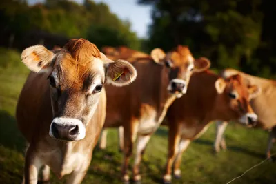 Самое главное про джерсейскую породу коров - BULL Селектсервис