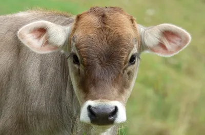 Джерсейская порода коров - 64 фото