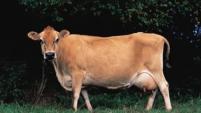 КОРОВЫ ДЖЕРСИ: почему их молоко полезнее и чем они отличаются от обычных  коров | Молочное море🌊 | Дзен
