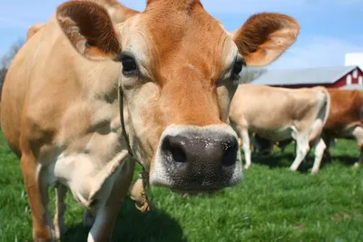 Порода коров джерси: описание, характеристика продуктивности, фото и отзывы
