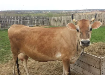 Коровы породы джерси купить от международной компании ВИАТЭК
