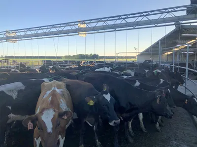 Джерсейская, красная датская, красная шведская породы коров на ферме Moloko  Group - YouTube