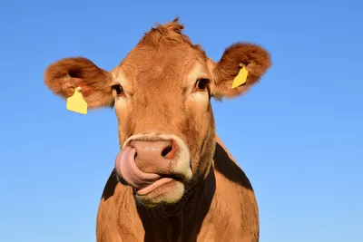 КОРОВЫ ДЖЕРСИ: почему их молоко полезнее и чем они отличаются от обычных  коров | Молочное море🌊 | Дзен