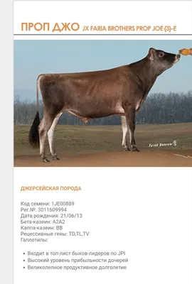 Джерсейская порода коров: описание, характеристика, продуктивность,  популярность