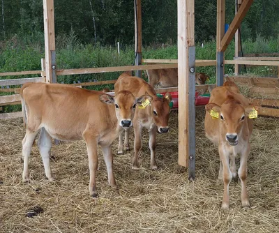 Джерсейская порода - породы коров - Каталог статей - Породы коров